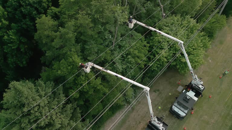 Best Tree Preservation Services  in Round Lake Heights, IL