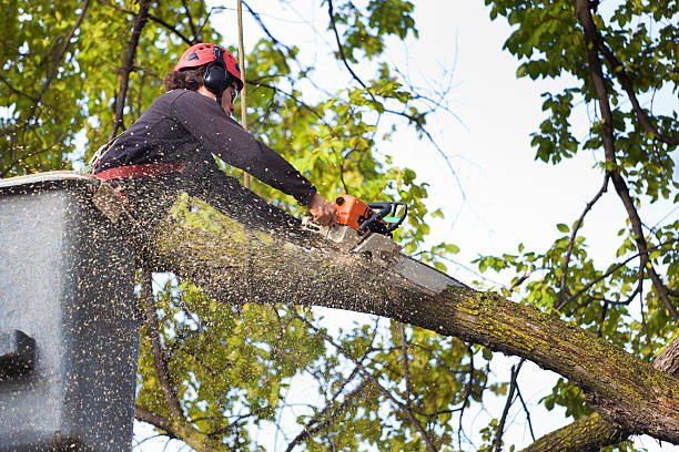 Trusted Round Lake Heights, IL Tree Services Experts