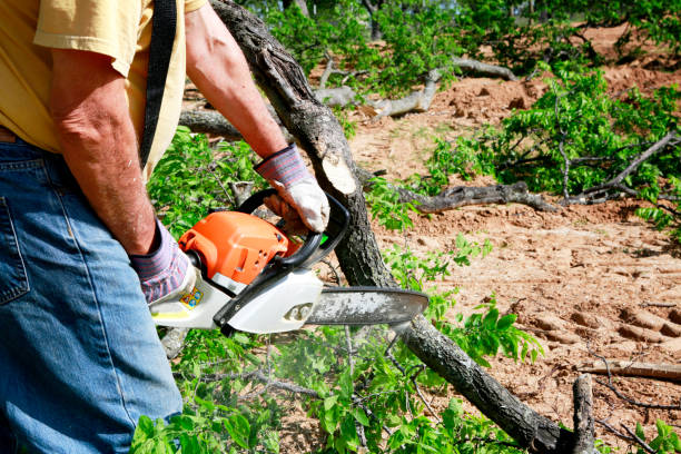 Organic Lawn Care Solutions in Round Lake Heights, IL
